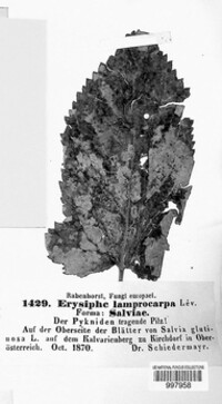 Erysiphe lamprocarpa image